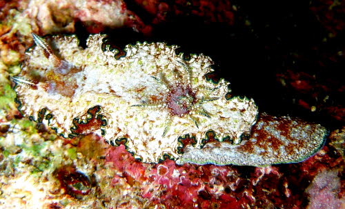 Glossodoris cincta gCIMG6279