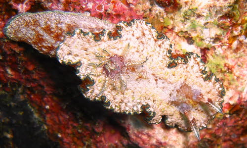Glossodoris cincta gCIMG6281