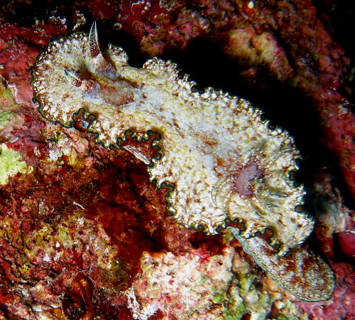 Glossodoris cincta gCIMG6288
