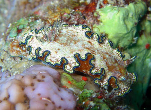Glossodoris cincta xxxCIMG1816x