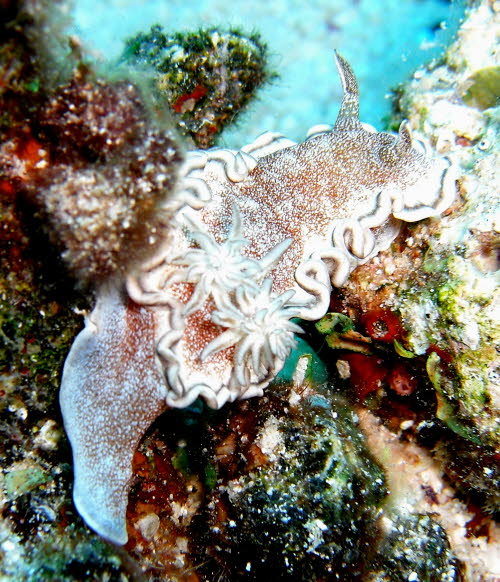 Glossodoris hikuerensis ACIMG4217