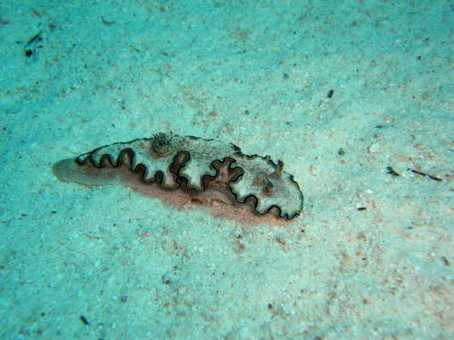 Glossodoris sp 15 ArchivBild (1941)