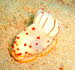 Gymnodoris cylonica aCIMG6831