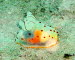 Gymnodoris cylonica aCIMG8765