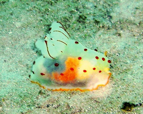 Gymnodoris cylonica aCIMG8765