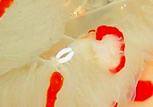 Gymnodoris cylonica aaCIMG6833