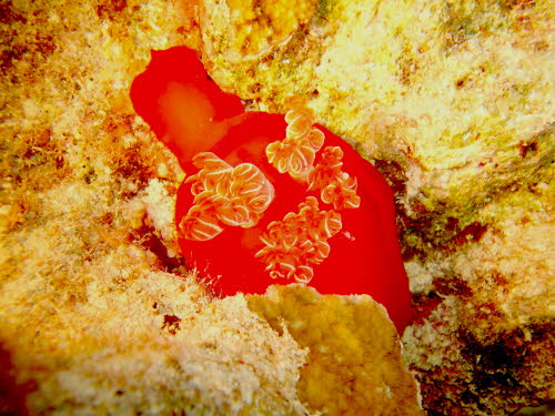 Hexabranchus sanguineus  ArchivBild (2798)