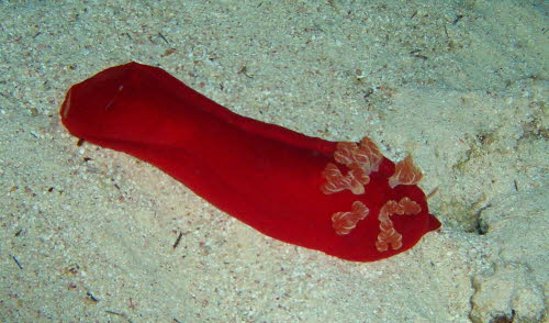 Hexabranchus sanguineus ArchivBild (3022)