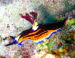 Nembrotha megalocera (2)