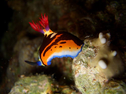 Nembrotha megalocera ArchivBild (3543)