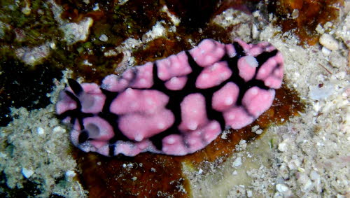 Paradoris liturata 0709-1 (201)