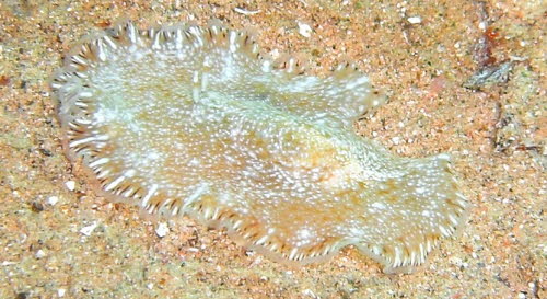 Paraplanocera sp 47 evtl_ oligoglena aCIMG8805