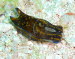Philinopsis cyanea aCIMG8911