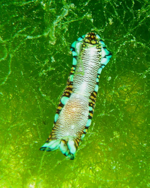 Philinopsis reticulata aCIMG8888