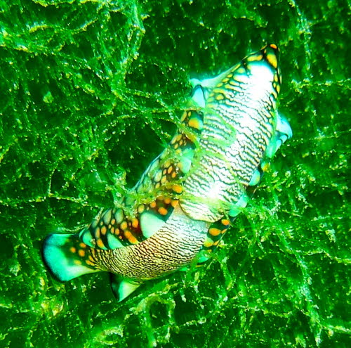 Philinopsis reticulata aCIMG8891