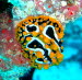 Phyllidia ocellata CIMG2469