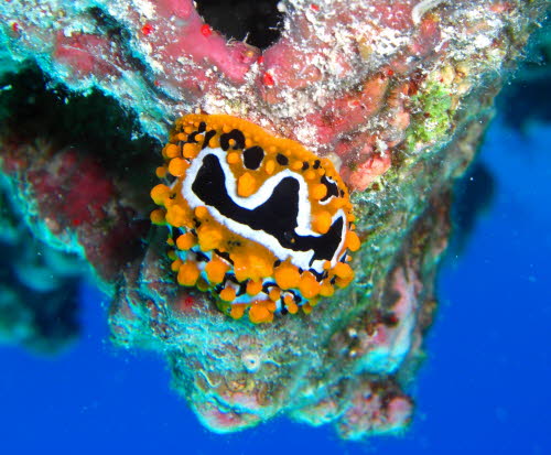 Phyllidia ocellata CIMG2470
