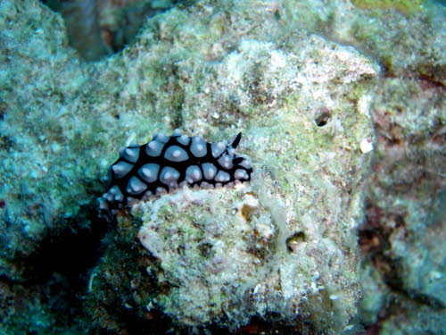 Phyllidia pustulosa (1126)