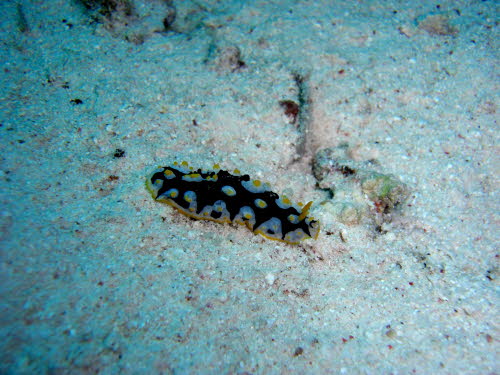 Phyllidia ruppelii (175)