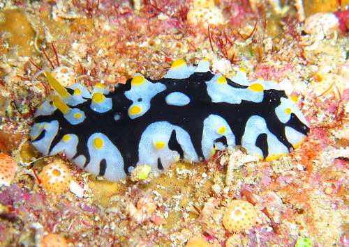 Phyllidia schupporum  aCIMG9356