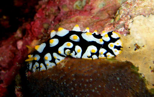 Phyllidia schupporum 0709-1 (192)