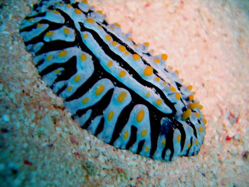 Phyllidia varicosa (4148)