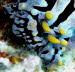 Phyllidia varicosa aCIMG3955b