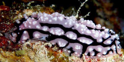 Phyllidiopsis sinaiensis aCIMG5004