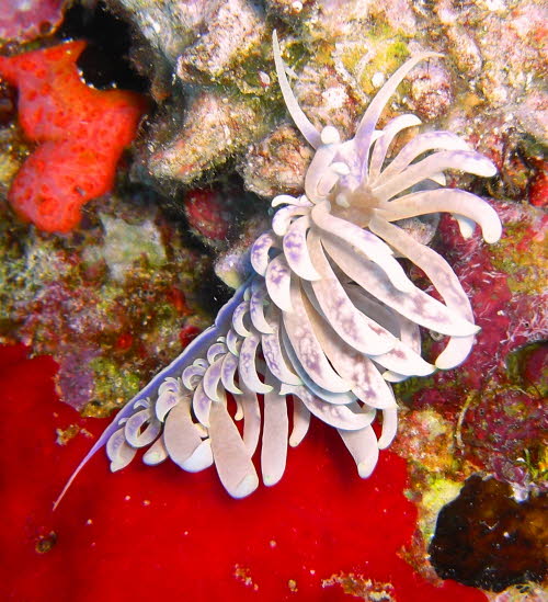 Phyllodesmium magnum