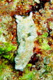 Plakobranchus ocellatus aCIMG7240