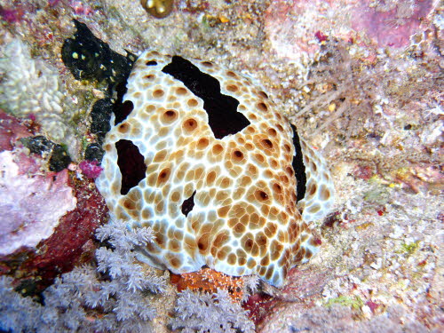 Pleurobranchus grandis aCIMG9663