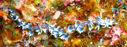 Pteraeolidia ianthina aCIMG7422