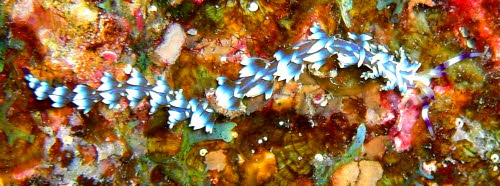 Pteraeolidia ianthina aCIMG7431