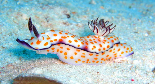 Risb ghardaqana eciayCIMG5519