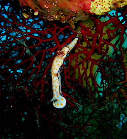 Risbecia ghardaqana xa1 (41)