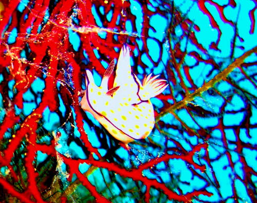 Risbecia ghardaqana xa1 (47)