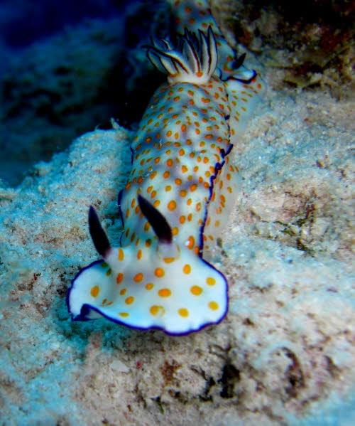 Risbecia pulchella  (1929)