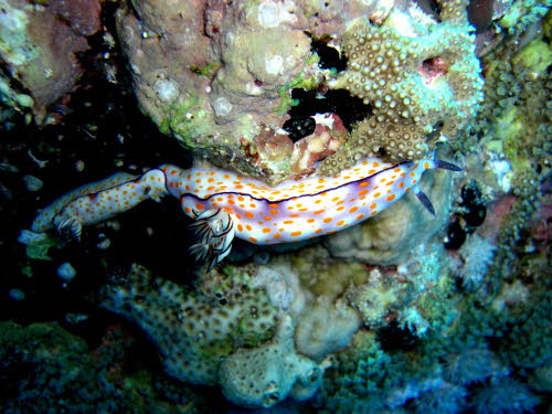 Risbecia pulchella 0709-1 (172)