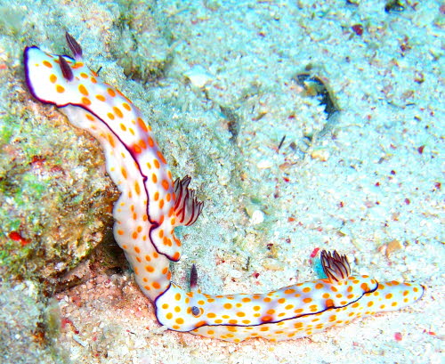 Risbecia pulchella aCIMG7460