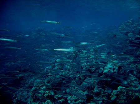 aCIMG0007