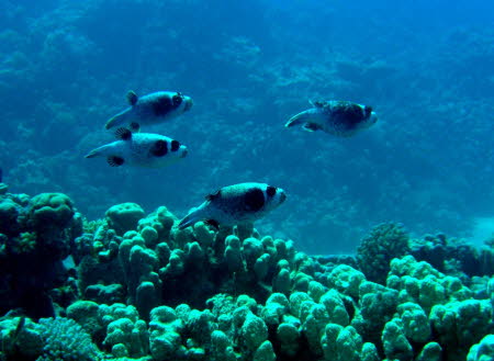 aCIMG4387
