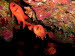 aCIMG4678