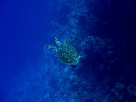 aCIMG4984