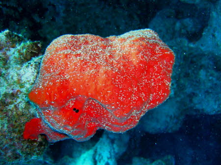 aCIMG9082