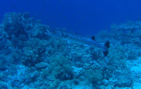 aCIMG9180