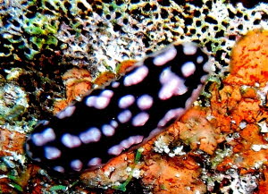 aCIMG9233