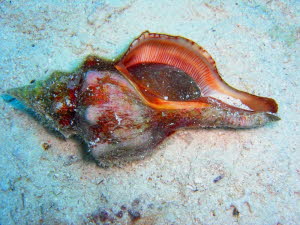 aCIMG9504